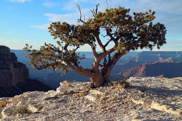 Pinyon Pine Tree Growing Out Of Limestone