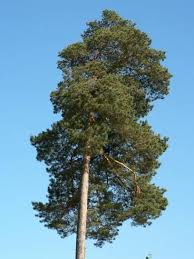 Pine Tree With Blue Skies In Background